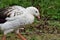 Andean goose neochen melanoptera