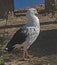 Andean Goose, Neochen melanoptera