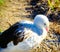 Andean Goose - Washington Wetlands Centre