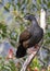 Andean Guan perched on a branch in a montane forest - Ecuador