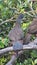 Andean guan in Yanacocha Reserve