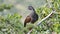 Andean guan in Yanacocha Reserve