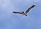 Andean Gull