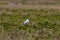Andean Gull   843400