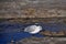 Andean gull (Chroicocephalus serranus) feeding in a stream of wa