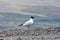 Andean gull on Cotopaxi Volcano