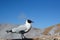 Andean gull. El Tatio geysers field. Antofagasta region. Chile