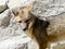 Andean jackal or patagonian grey fox is looking towards the viewer.