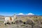 The Andean landscape with Prinacota volcano, Bolivia