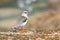 Andean Lapwing, bird of Peru