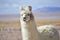 Andean Llamas