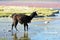 Andean Llamas