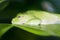 Andean marsupial frog