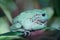 Andean marsupial frog 4