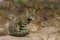 Andean Mountain Cat