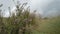 Andean paramo landscape with flowers on the slopes of the Pichincha volcano near the city of Quito on a very cloudy day