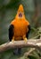 Andean of the rock orange bird peru