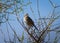 Andean Sparrow Zonotrichia capensis spotted in Villavicencio Natural Reserve, in Mendoza, Argentina