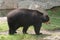 Andean Spectacled Bear