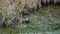 Andean teal in Cajas National Park
