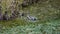 Andean teal in Cajas National Park