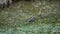 Andean teal in Cajas National Park