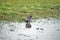 Andean teal by a pond