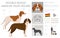 Andean Tiger hound double-nosed clipart. Different poses, coat colors set