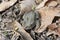 Andean toad (Rhinella spinulosa Wiegmann, 1834) is sitting on dry leaves