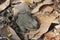 Andean toad (Rhinella spinulosa Wiegmann, 1834) is sitting on dry leaves