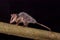 Andean white eared opossum on a branch zarigueya