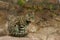 Andean Wildcat, Peru