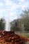 Andernach cold water geyser erupting
