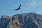 Andes Condor flying above the Colca Canyon, Peru