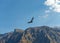 Andes Condor flying, Arequipa, Peru