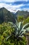 Andes mountains and agave, Apurimac river valley