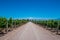 Andes view with Vineyard and Road in Mendoza, Argentina