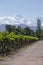 Andes & Vineyard, Lujan de Cuyo
