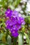 Andesanthus lepidotus - Seven hides Leathers purple flower