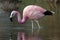 Andian Flamingo (Phoenicoparrus andinus)