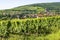 Andlau (Alsace) - Vineyards