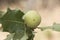 Andricus kollari marble galls ball-shaped outgrowths that appear on holm oaks caused by a small wasp that protects and develops