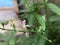 Andrographis paniculata flower