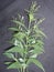 Andrographis paniculata - Kalmeg flowering twig