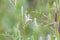 Andrographis Paniculata Kariyat, The Creat