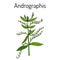 Andrographis paniculata, or king of bitters, ayurvedic herb