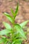 Andrographis paniculata the local Asia Herb plant for anti-virus medicine