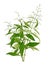 Andrographis paniculata plant on white background