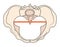 Android Pelvis Shape w Triangular / Heart shape