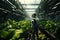 Android robot grows vegetables and greens in a large greenhouse